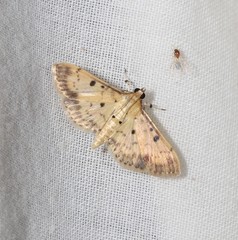 Herpetogramma cynaralis