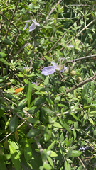 Teucrium fruticans