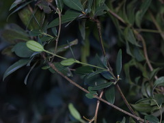 Alyxia sinensis