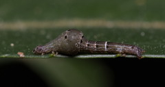 Plesiomorpha flaviceps