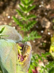 Agapanthia asphodeli