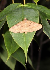 Hypospila dochmotoma