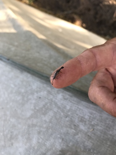 iNaturalist observation photo of Common Snakeflies