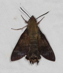 Macroglossum micacea