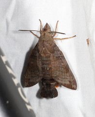 Macroglossum vacillans