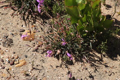 Pelargonium coronopifolium
