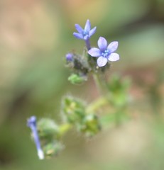 Allophyllum gilioides gilioides