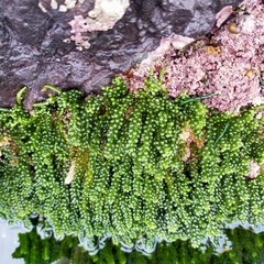 Caulerpa geminata