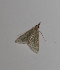 Myrmidonistis hoplora