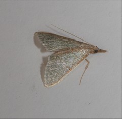 Myrmidonistis hoplora