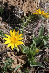 Balsamorhiza serrata