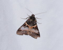 Melipotis nigrobasis