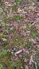 Houstonia caerulea