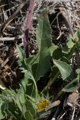 Balsamorhiza serrata