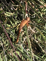 Libellula croceipennis