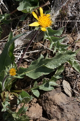 Balsamorhiza serrata