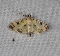 Pardomima pompusalis