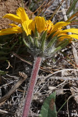 Balsamorhiza serrata