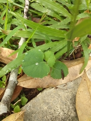 Centella asiatica