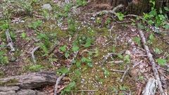 Houstonia caerulea