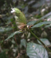 Lepidagathis incurva