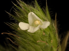 Lepidagathis incurva