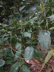 Lepidagathis incurva