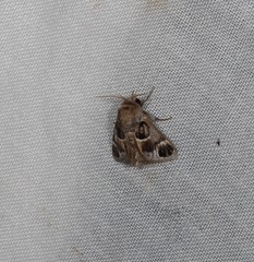 Pygmaeomorpha ocularis