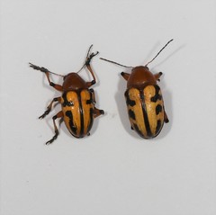 Rhyparida didyma