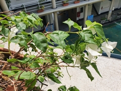 Bougainvillea