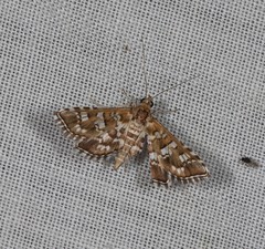 Sameodes iolealis