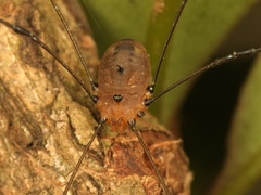 Pseudogagrella splendens