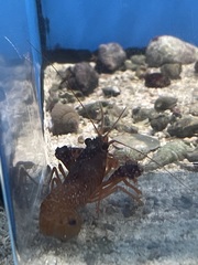Enoplometopus debelius