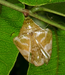 Charaxes wakefieldi