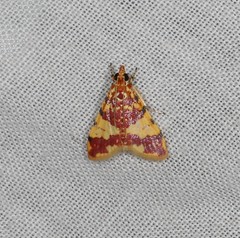 Taurometopa phoenicozona