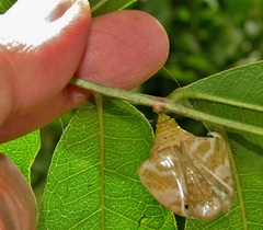 Charaxes wakefieldi