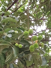 Nephelium