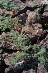 Lomatium minus