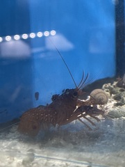 Enoplometopus debelius