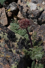 Lomatium minus