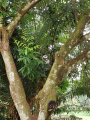 Nephelium