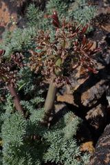 Lomatium minus