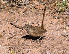 Amytornis textilis