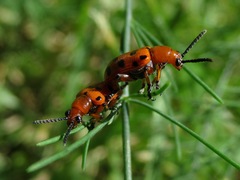 Crioceris duodecimpunctata