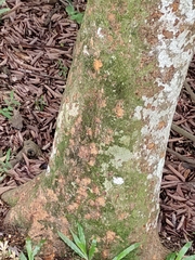 Nephelium