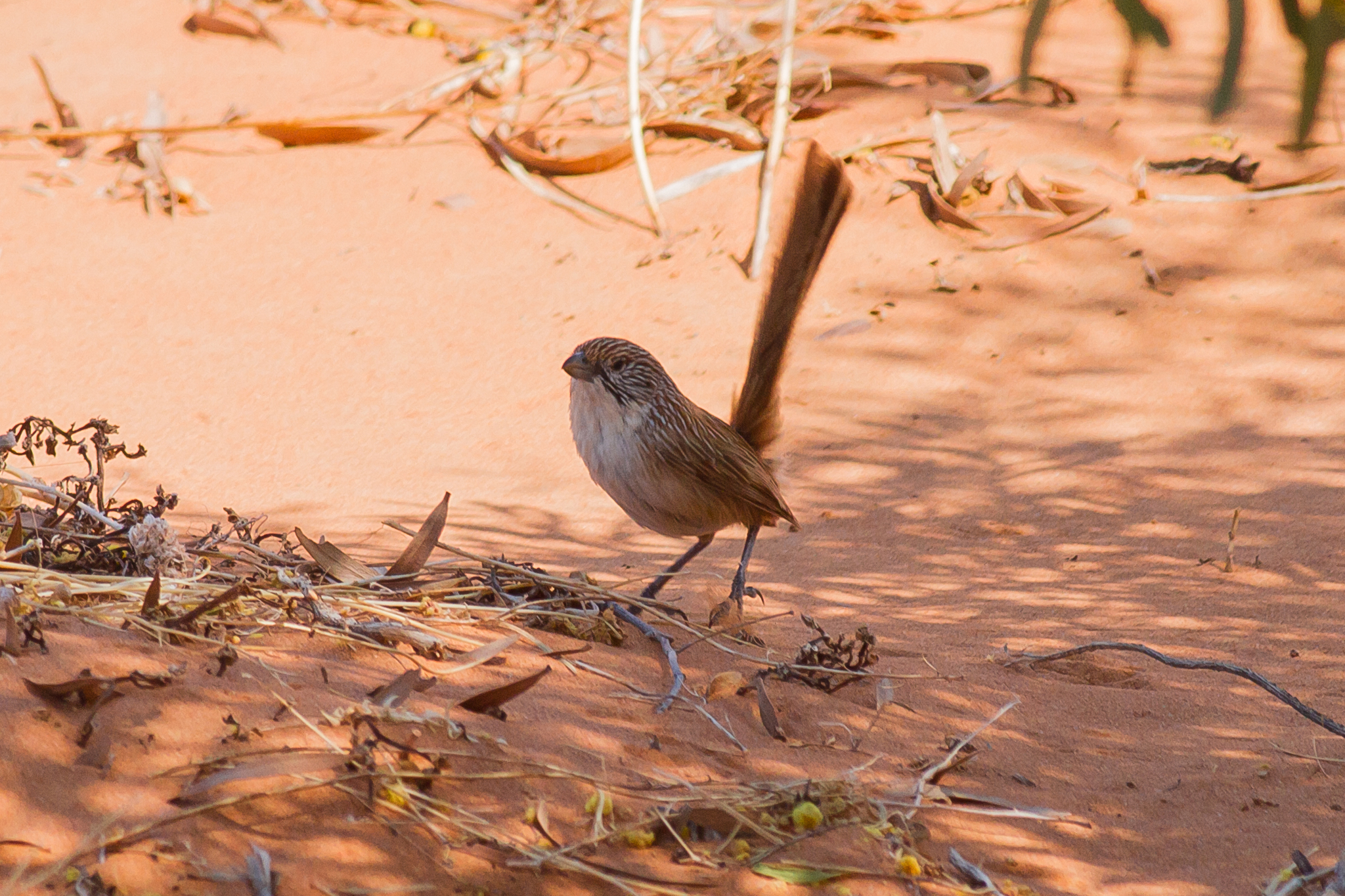 Eyrean Grasswren (Amytornis goyderi), photo 3