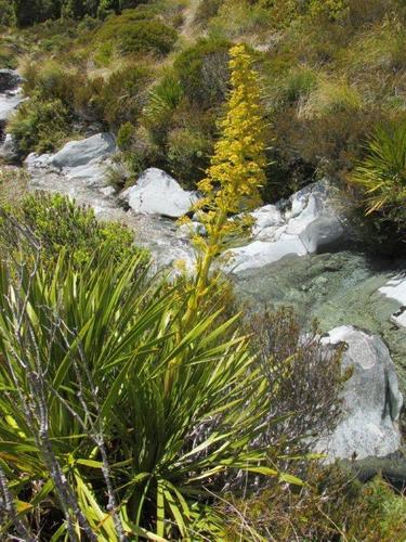 Aciphylla horrida W.R.B.Oliv.