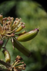 Lomatium minus
