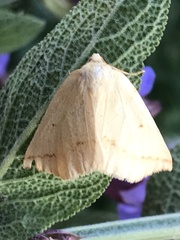 Neoterpes edwardsata