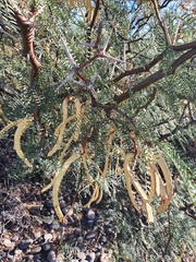 Prosopis alpataco